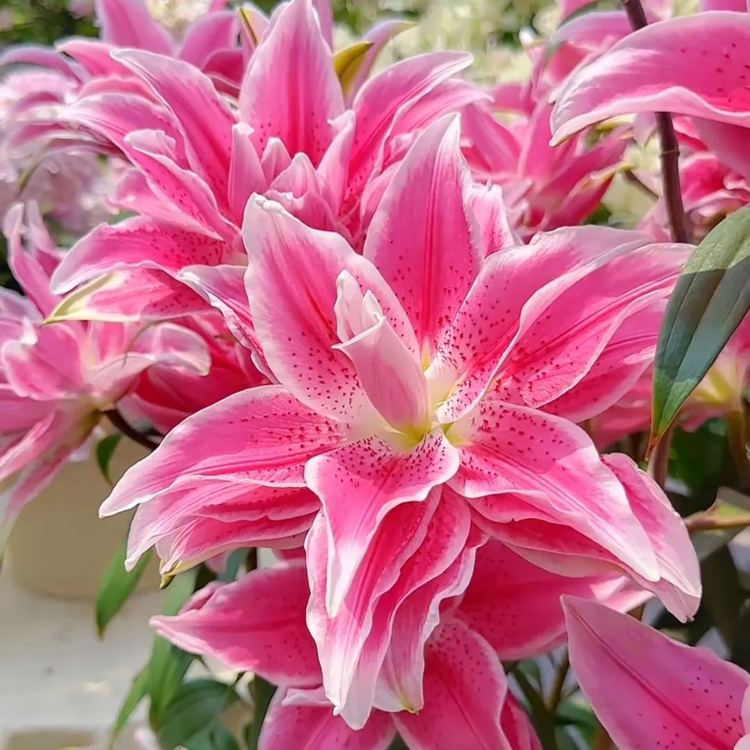 🔥Pink